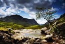 glencoe tree