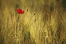 going to seed