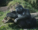 gorilla san diego zoo