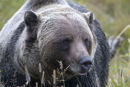grizzly bear canada