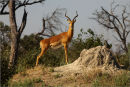 impala at termite mound,botswana