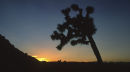 joshua tree ca