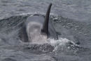 killer whale