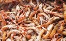 langoustine catch mallaig
