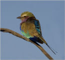 lilac breasted roller,botswana