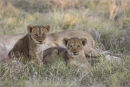 lion cubs,botswana
