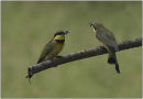 little bee eaters with bees,tanzania