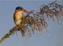 malachite kingfisher,botswana