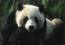 panda san diego zoo