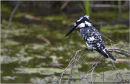 pied kingfisher,tanzania