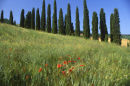 poppies and cypresses