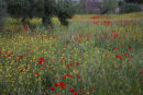 poppies andalucia