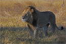 proud lion,botswana