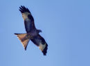 red kite