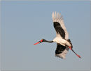 saddle billed stork,botswana