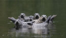 seals basking canada