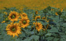 tuscan sunflowers