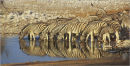 watering hole ,etosha, namibia