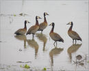 white faced whistling geese,tanzania
