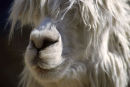 Alpaca, Cusco, Peru