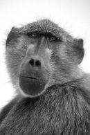 Baboon, Western Cape, South Africa