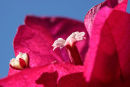 Bougainvillea, Cape Town, South Africa