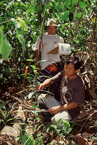 Brazil nut research