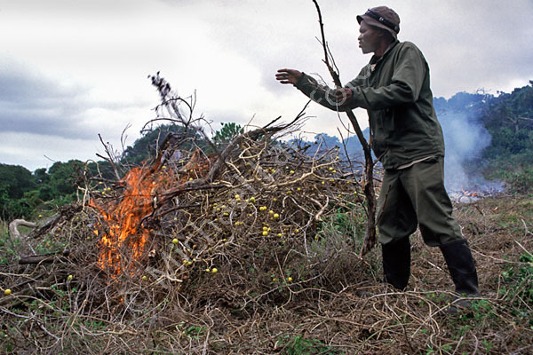 Burning alien invasive plants