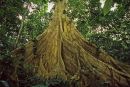 Buttress roots, Peruvian Amazon