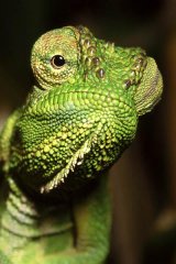 Cape dwarf chameleon, West Coast, South Africa