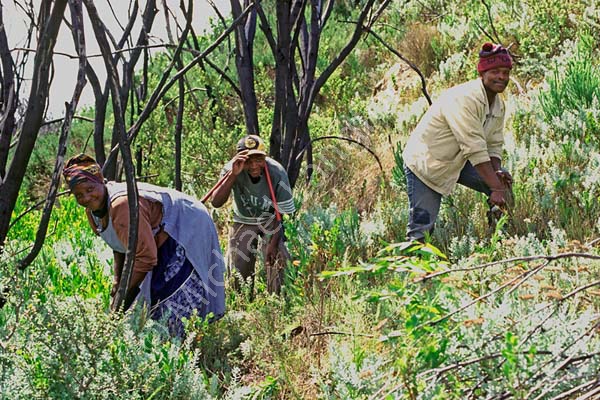 Clearing alien invasive plants