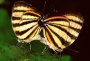 Convict hairstreaks mating, Tambopata, Peru