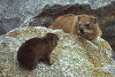 Rock hyrax or ''dassie'' father & son, West Coast, South Africa