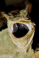 Tree lizard, Peruvian Amazon
