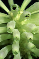 Green erica, Western Cape, South Africa