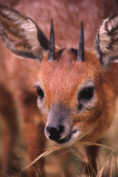 Grysbok, Western Cape, South Africa