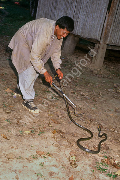 Herpetology project