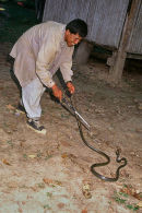 Herpetology project