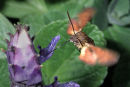 Hummingbird hawk moth feeding, Western Cape, South Africa