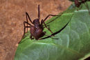 Leafcutter ant at work, Tambopata, Peru