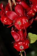 Ochna gamostigmata fruit receptacles looking like a small rodent, South Africa