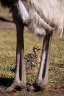 Ostrich mother & chick, Western Cape, South Africa