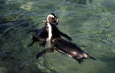 Penguin couple, Boulders Beach, Cape Town, South Africa