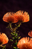 Pincushions, Western Cape, South Africa