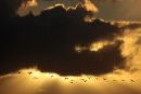 Sacred ibis sunset, Milnerton, South Africa