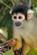 Squirrel monkey dining, Manu Biosphere Reserve, Cusco, Peru
