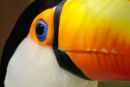 Toco toucan, Iguazu, Argentina