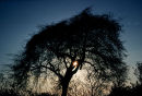 Tree silhouette, Nottingham, England