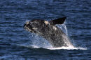 Whale breaching, Walker Bay, South Africa