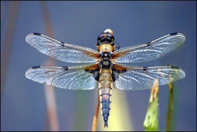 Four Spotted Chaser